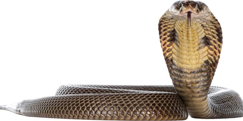 Giải thích ý nghĩa của giấc mơ hấp dẫn này.